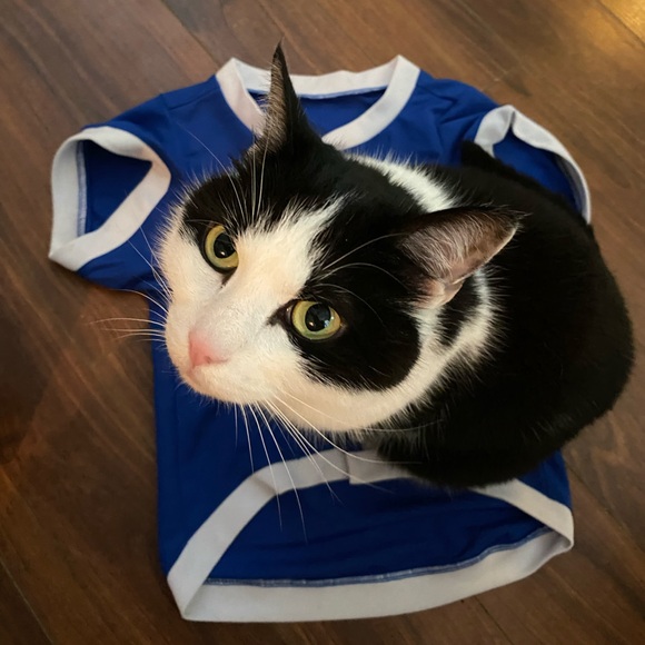 Toronto Blue Jays authentic gear pet jersey - Picture 3 of 4